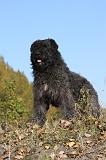 BOUVIER DES FLANDRES 270